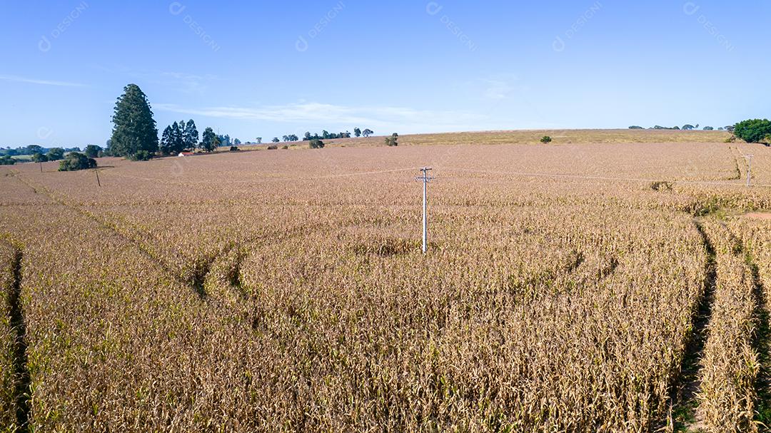Vista aérea de um milharal na zona rural Em uma fazenda
