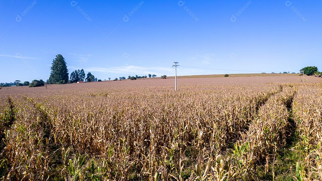 Vista aérea de um milharal na zona rural Em uma fazenda