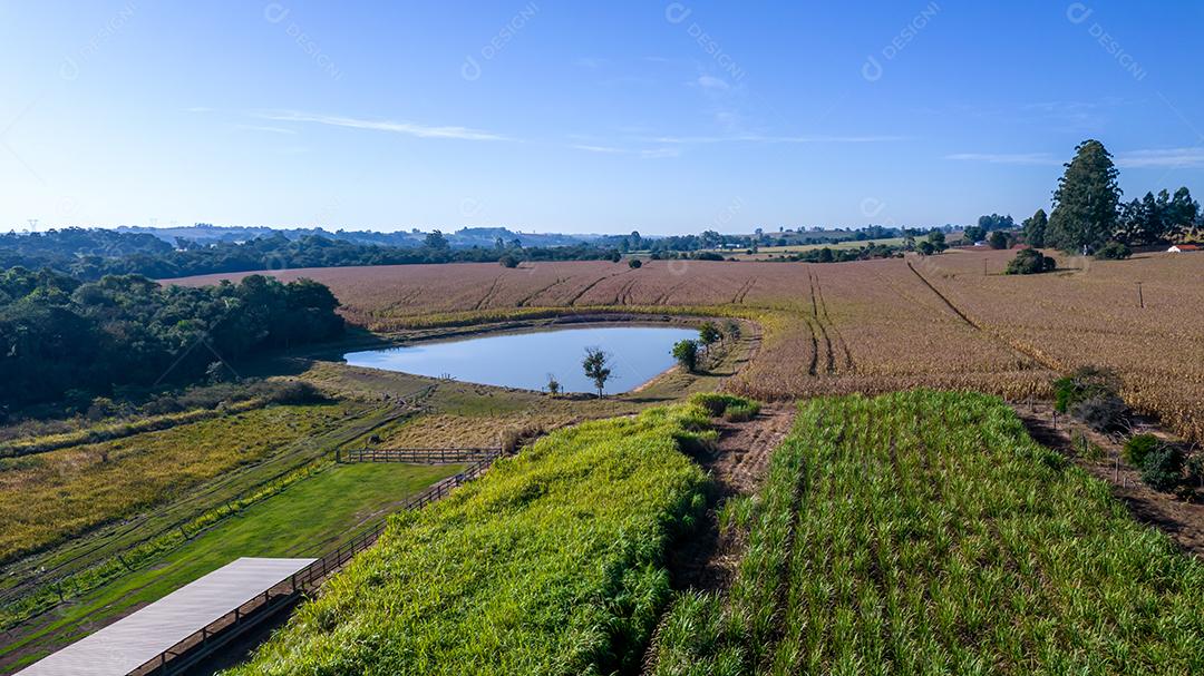 Vista aérea de um milharal na zona rural Em uma fazenda Com um lago no fundo
