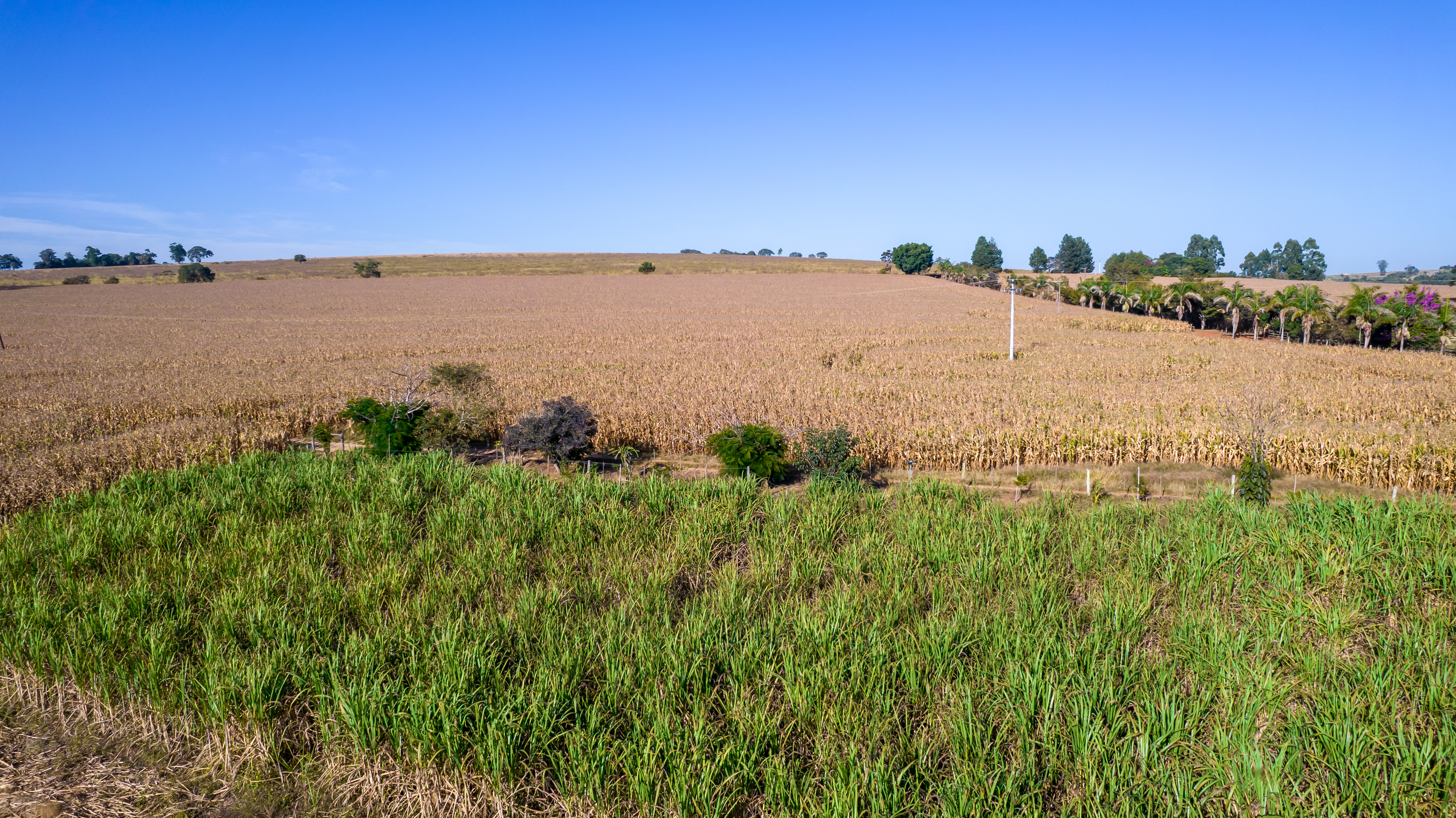 Vista aérea de um milharal na zona rural Em uma fazenda Com um lago no fundo