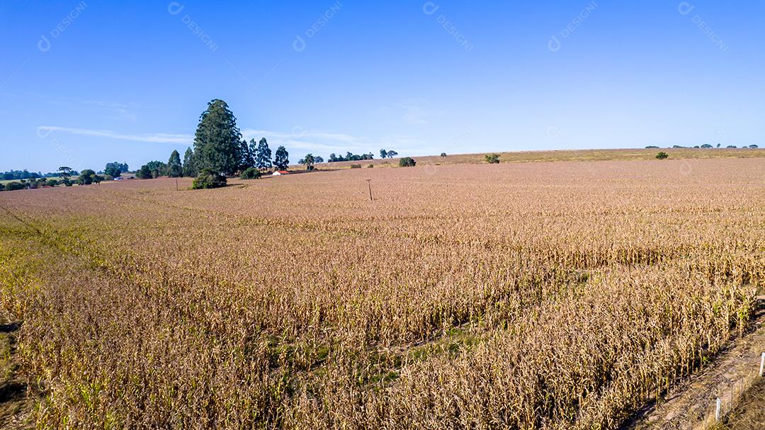 Vista aérea de um milharal na zona rural Em uma fazenda