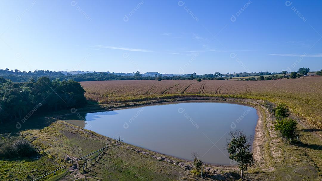 Aerial view of a cornfield in the countryside On a farm With a pond in the background