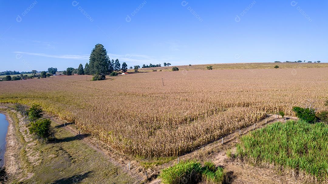 Vista aérea de um milharal na zona rural Em uma fazenda