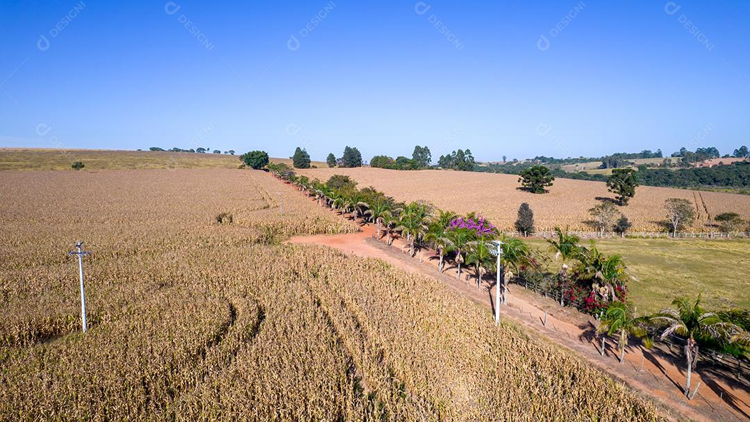 Vista aérea de um milharal na zona rural Em uma fazenda