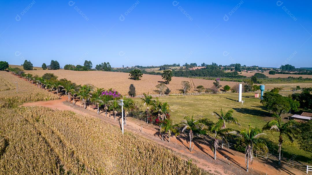 Vista aérea de um milharal na zona rural Em uma fazenda