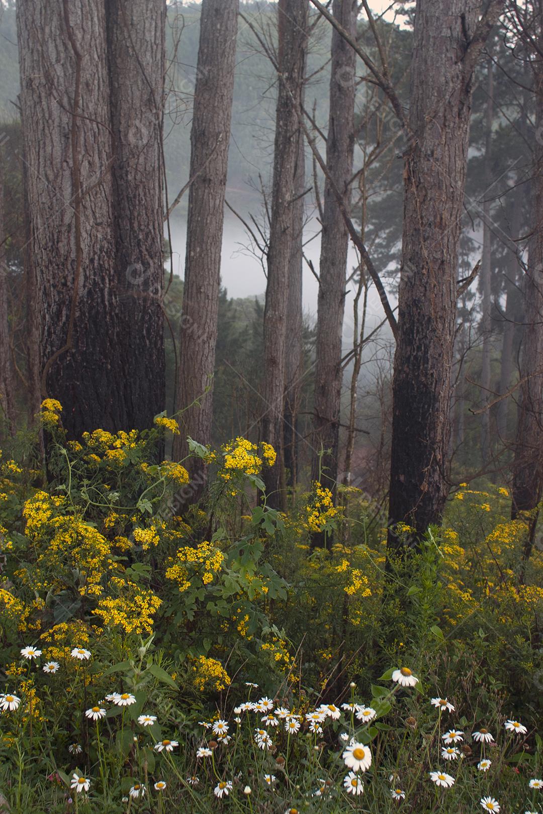 Flores e árvores em uma floresta enevoada em Minas Gerais, Brasil