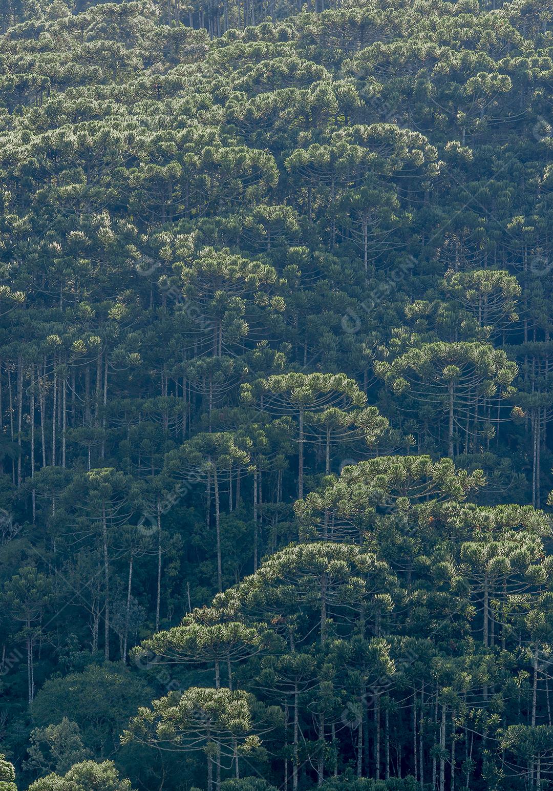 Floresta tropical de altitude em Minas Gerais, Brasil