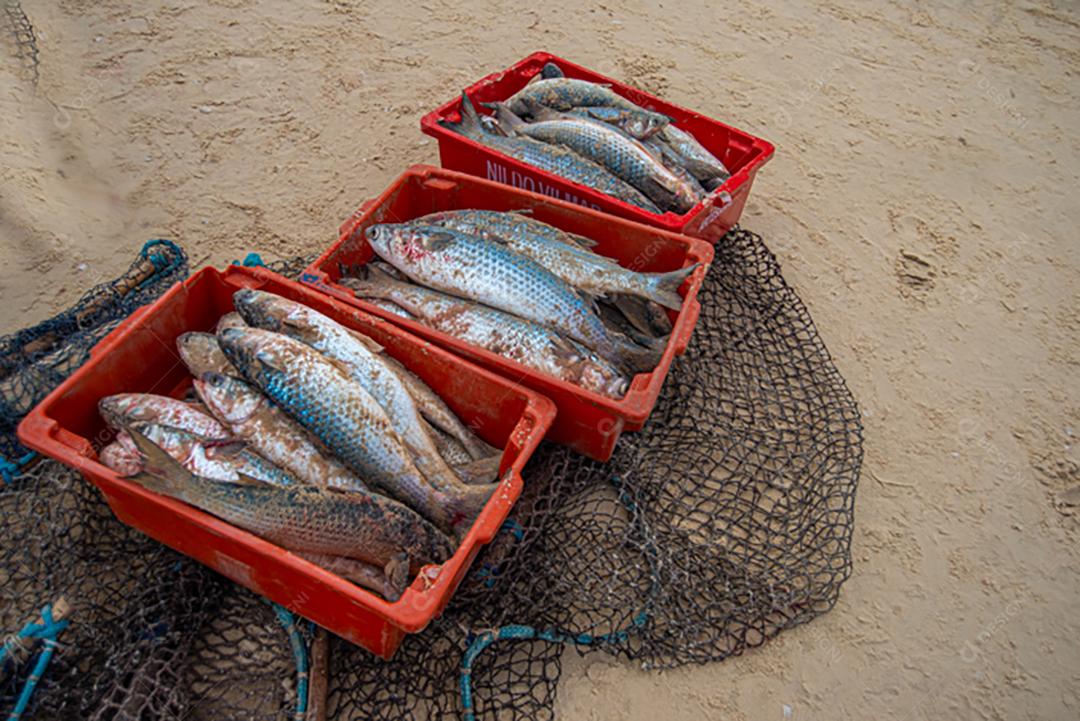 Transporte de peixes frescos defumado.