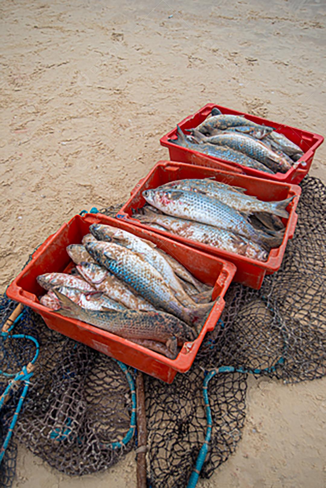 Transporte de peixes frescos defumado.
