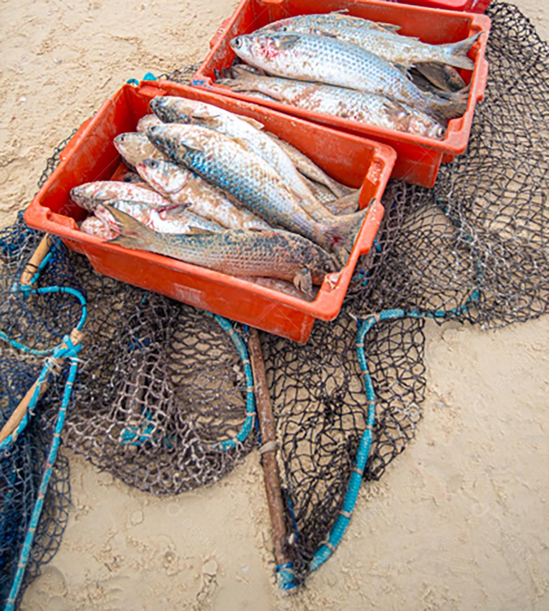 Transporte de peixes frescos defumado.