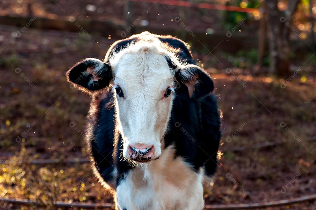 Linda vaca leiteira, vaca leiteira, olhando para a câmera.