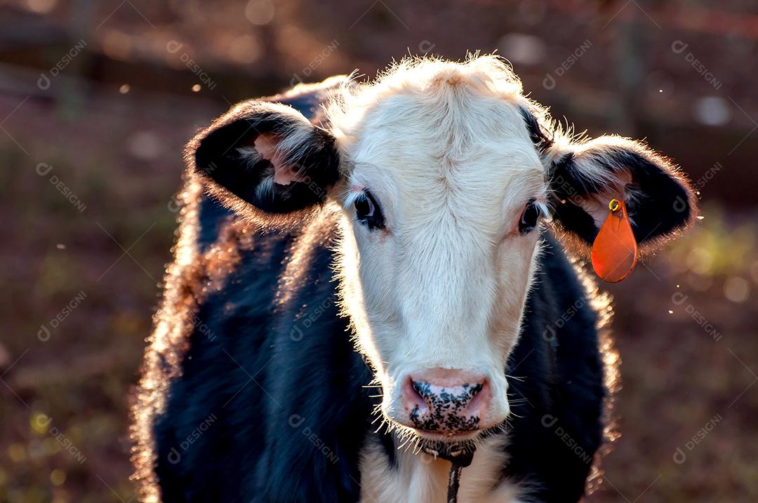 Linda vaca leiteira, vaca holandesa olhando para a câmera