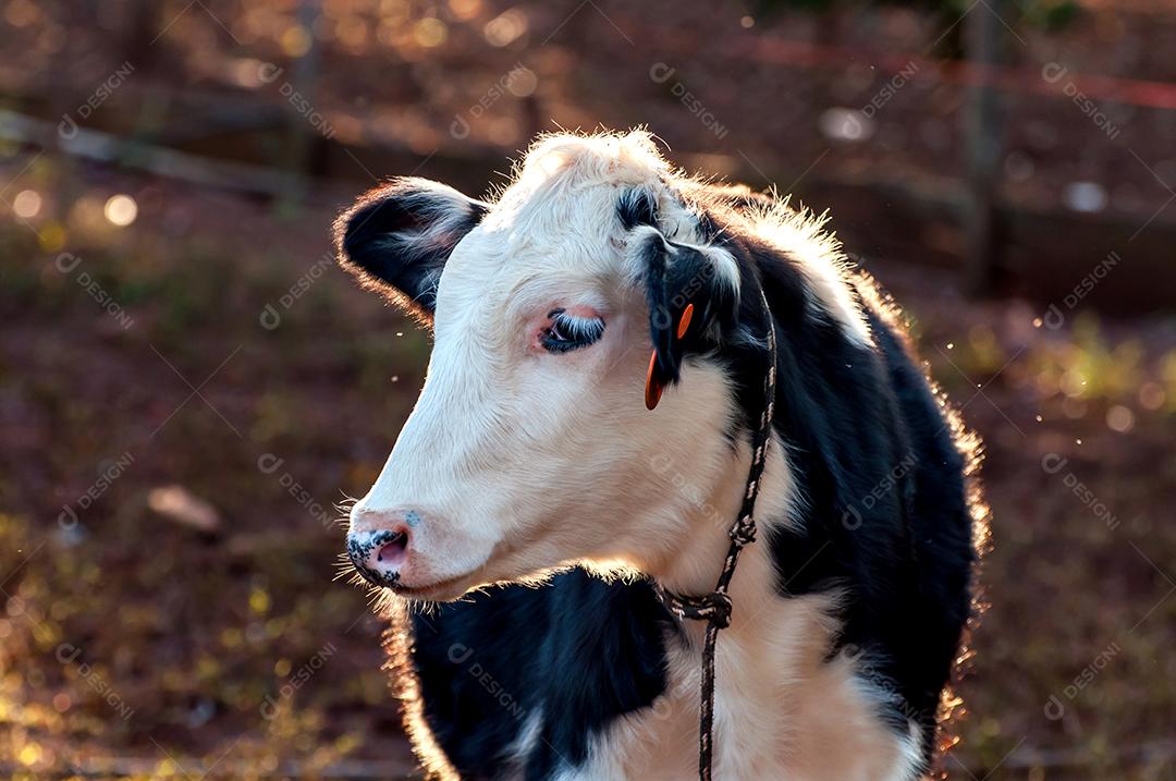 Linda vaca leiteira, vaca holandesa solta no quintal