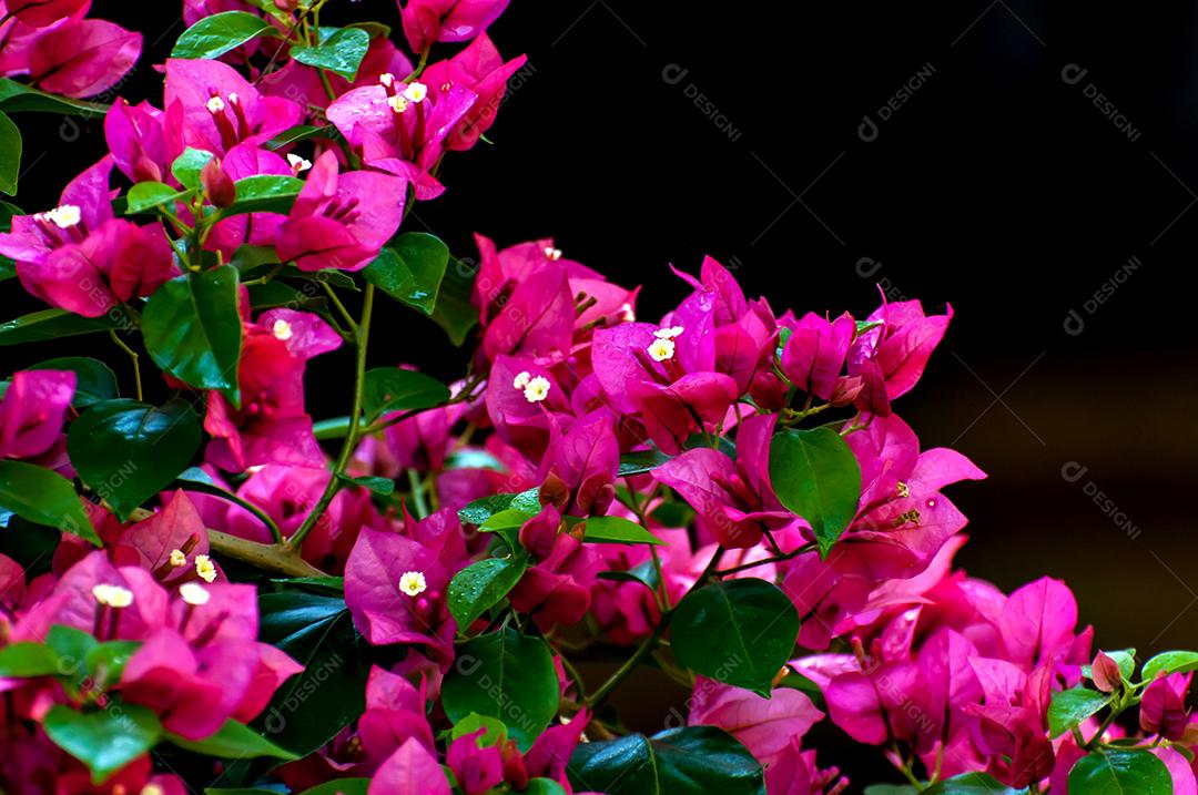 Linda planta de jardim Bougainvillea spectabilis, também conhecida como grande buganvília