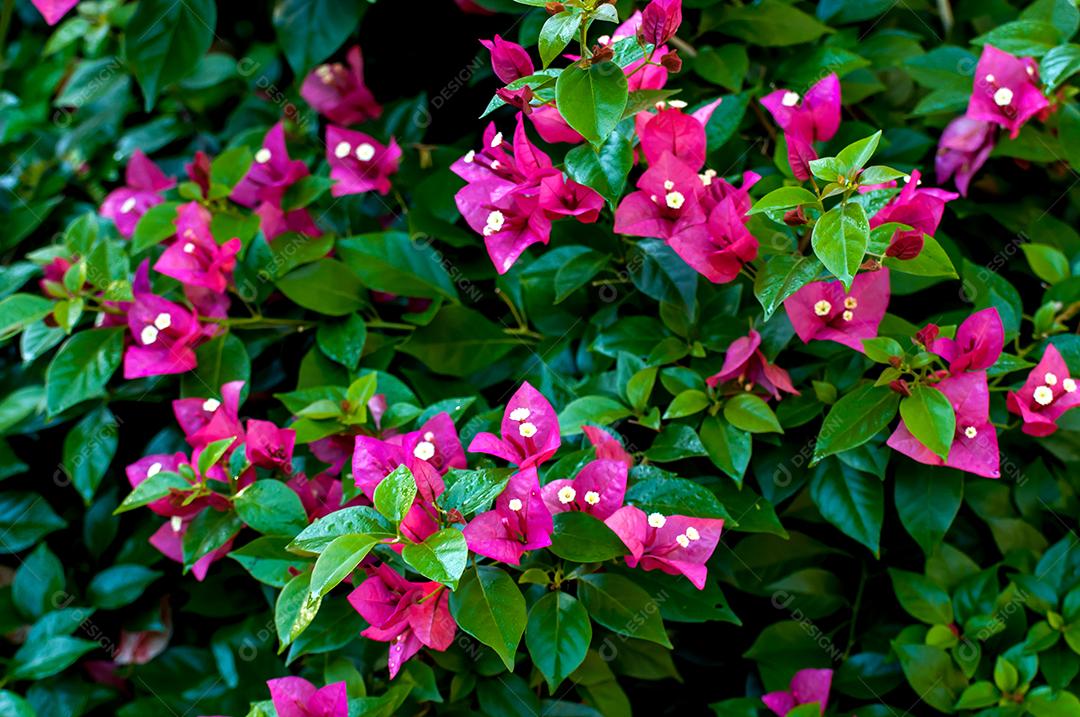Linda flor de jardim rosa Bougainvillea spectabilis, também conhecida como grande buganvília