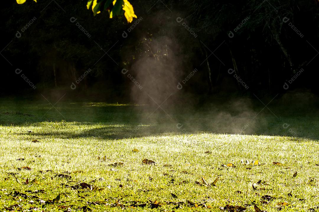 Grama verde no início da manhã de inverno.