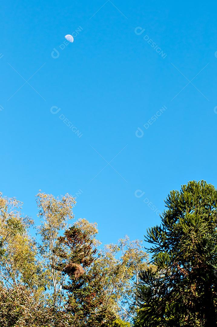 Lua durante o dia, céu azul e detalhes da árvore