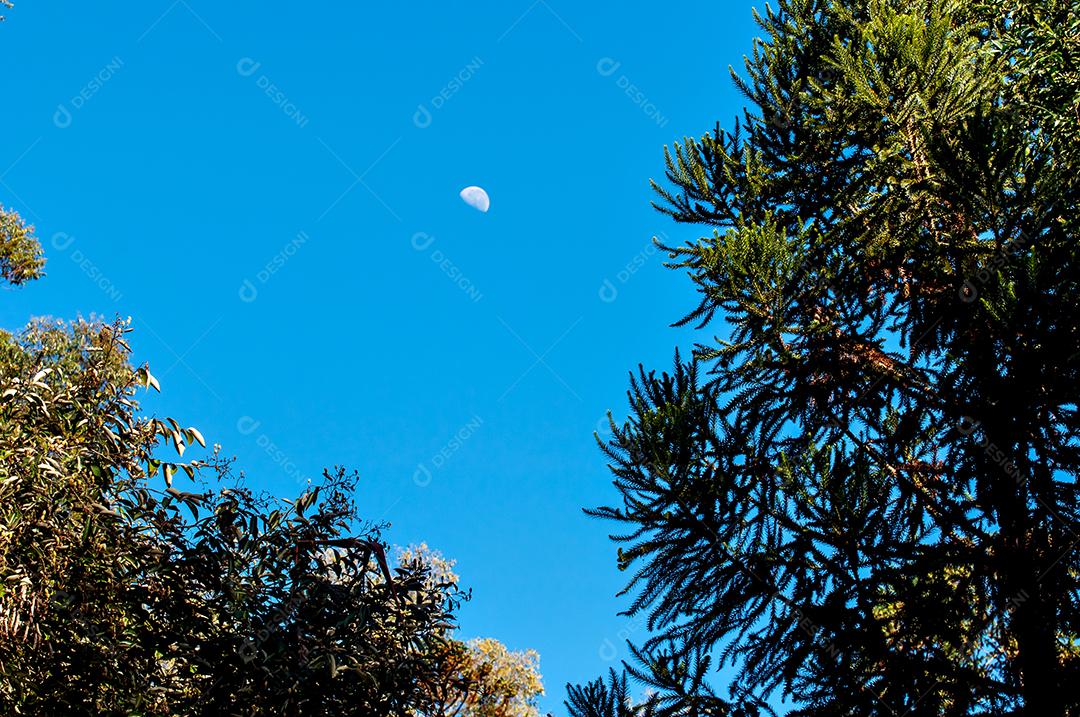 Lua durante o dia, céu azul e detalhes da árvore