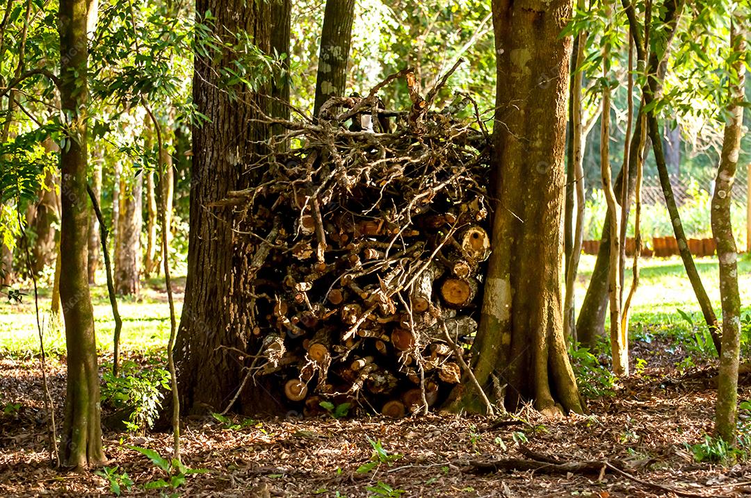 Pilhas de lenha, pilhas de madeira seca e gravetos para fogueiras.