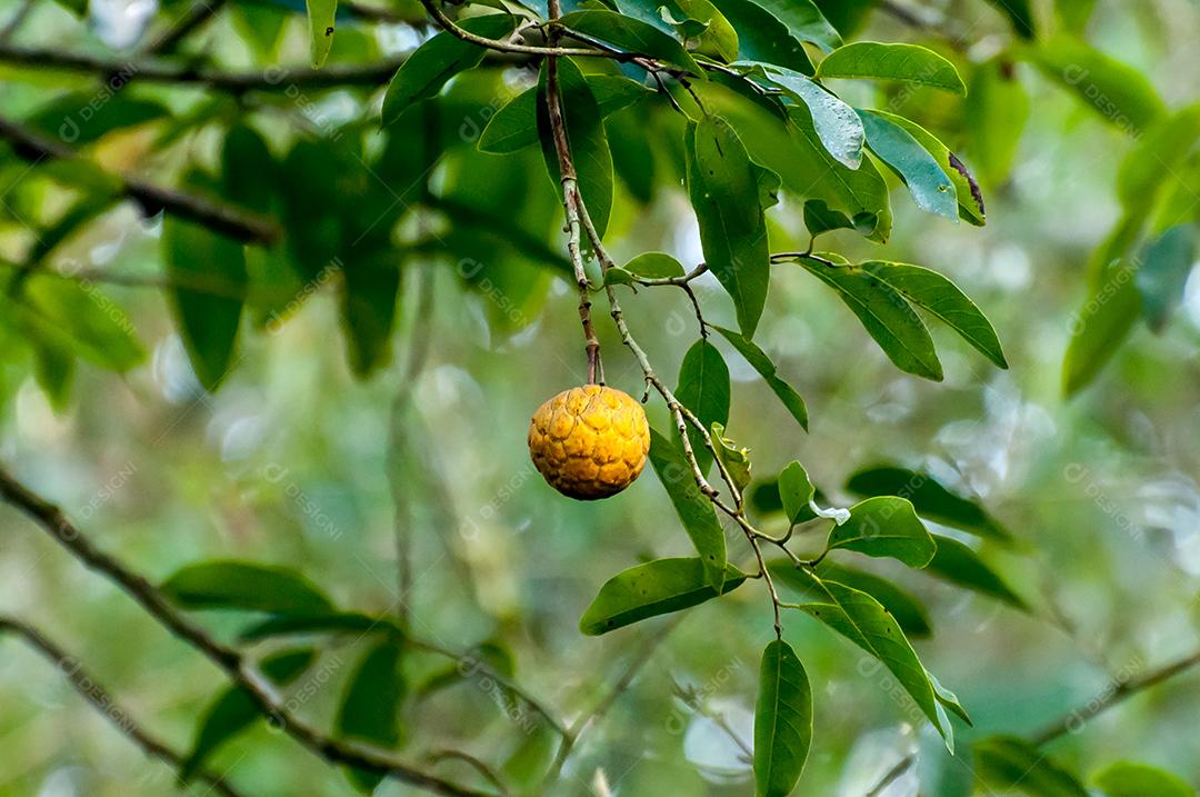 O açúcar-maçã ou sweetsop (ariticum no Brasil) no fundo da árvore