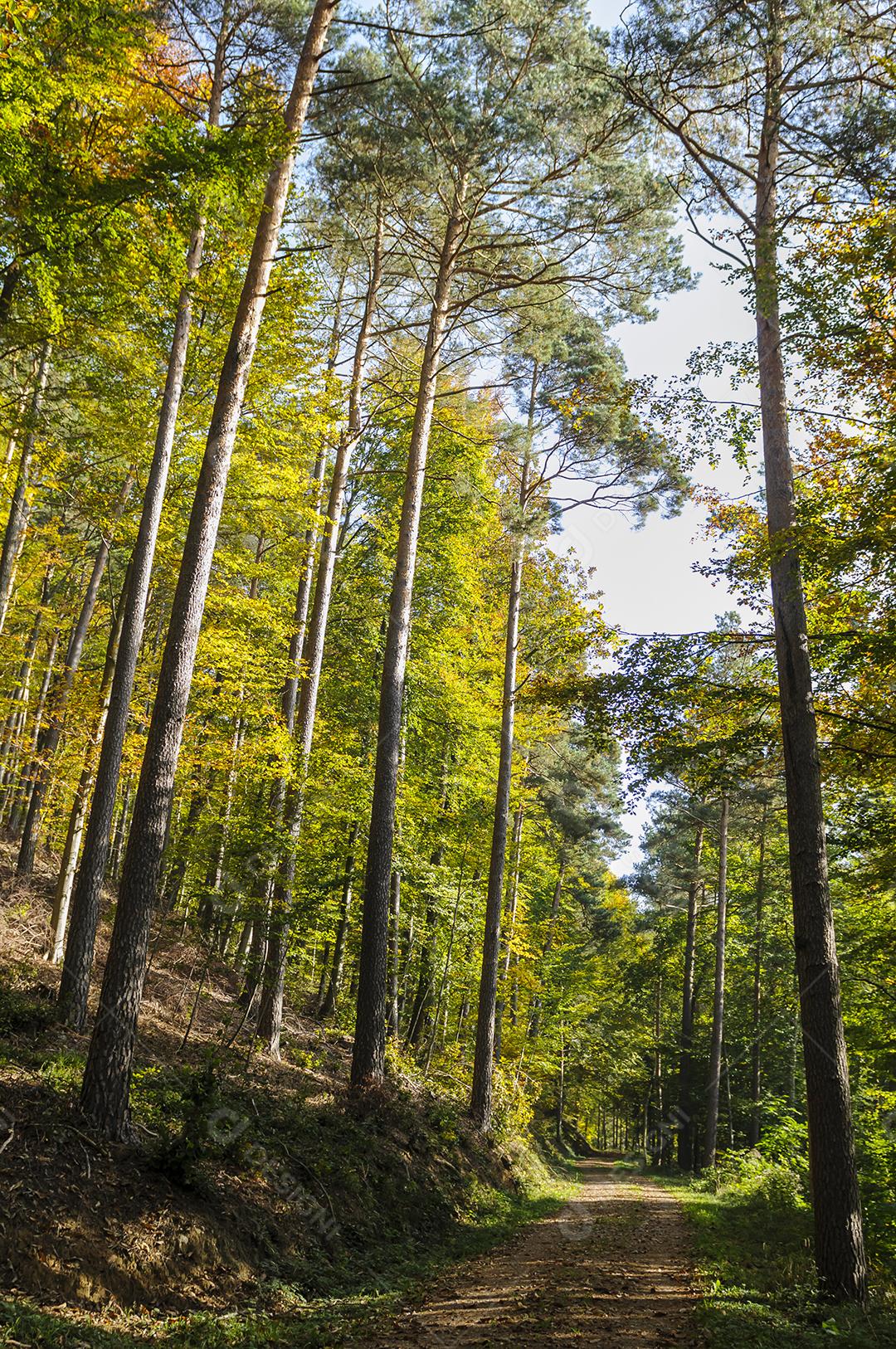 Estradas com varias arvores na folhagem de outono