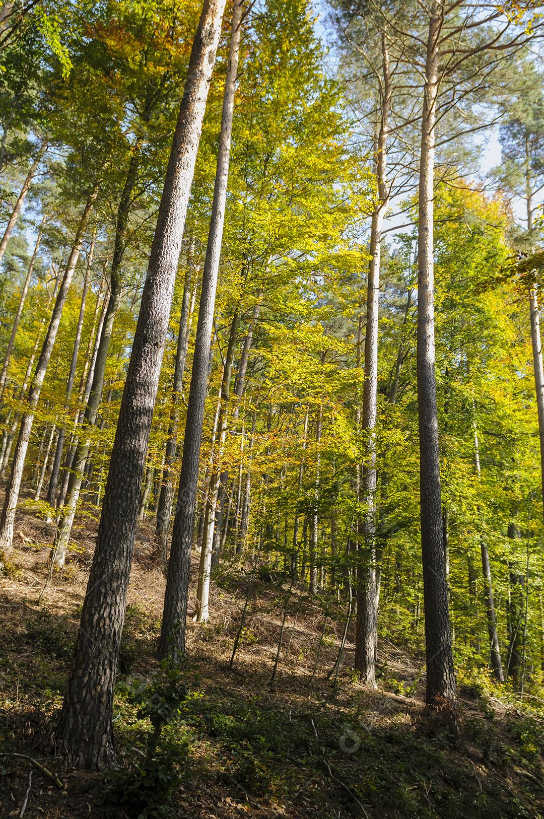 Floresta com varias arvores na folhagem de outono