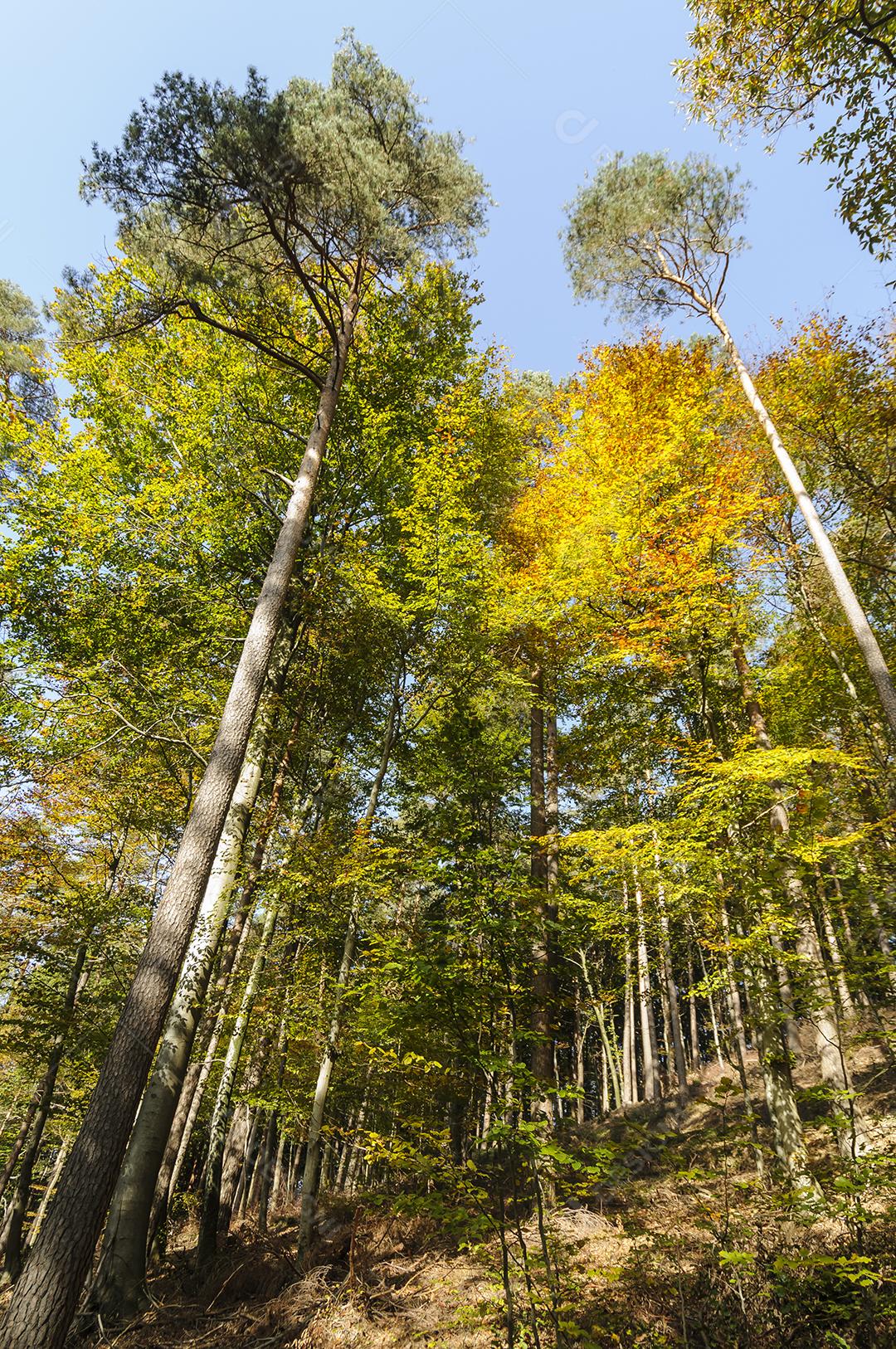 Floresta com varias arvores na folhagem de outono