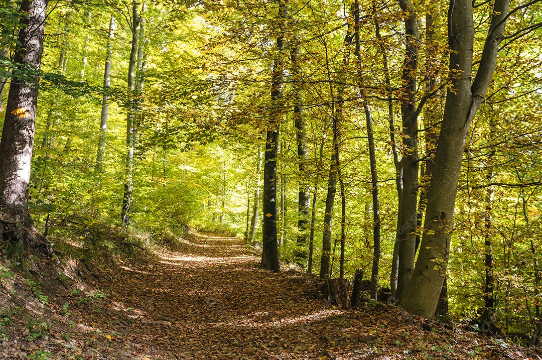 Floresta com varias arvores na folhagem de outono
