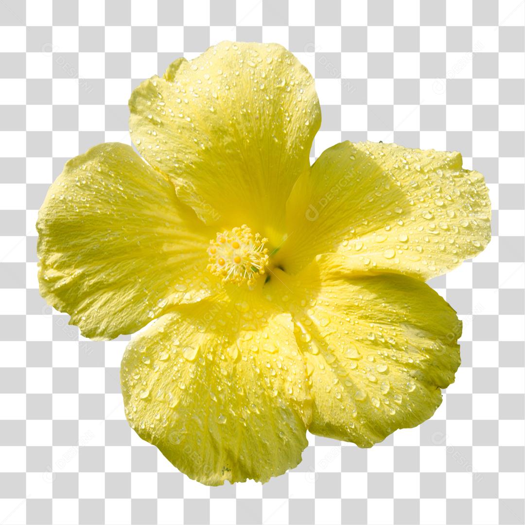 Flor flores amarela planta