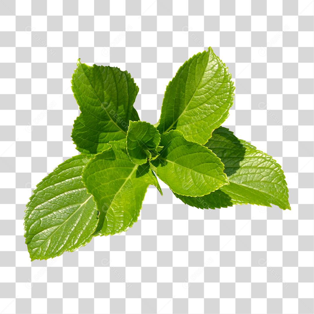 Folha verde sobre floresta