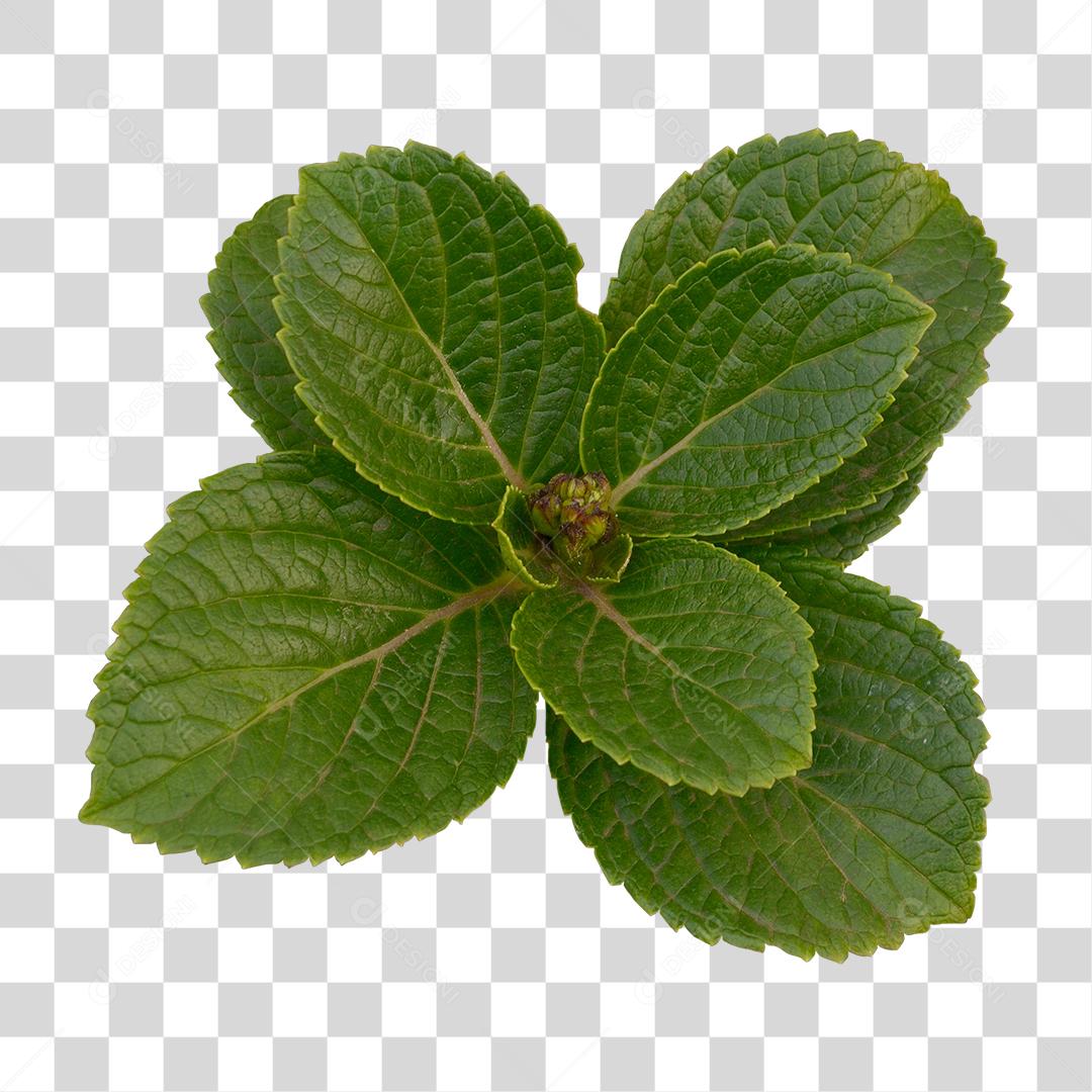 Folha verde sobre floresta