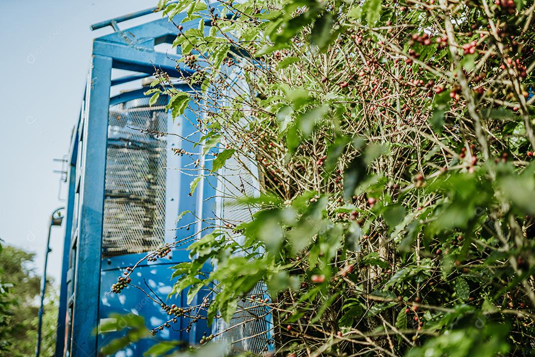 Colheita mecanizada de café