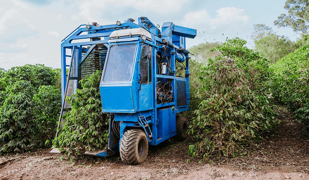 Colheita mecanizada de café