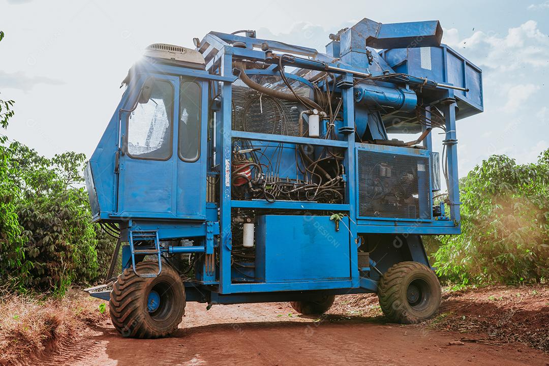 Colheita mecanizada de café