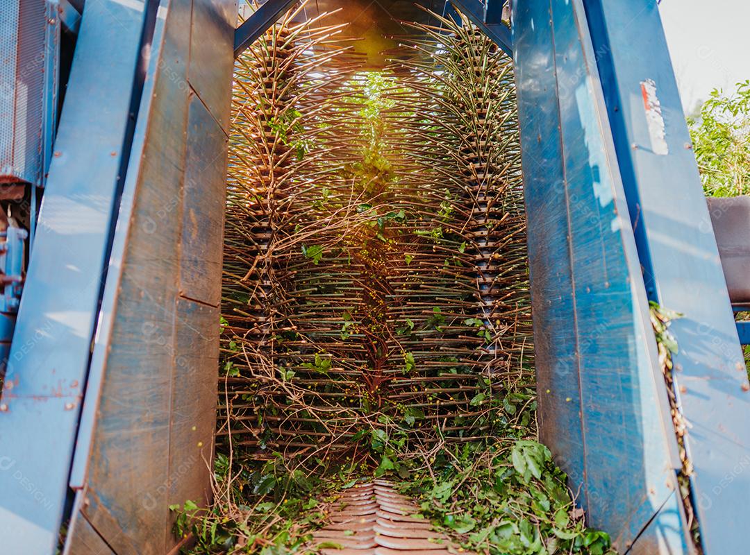 Colheita mecanizada de café