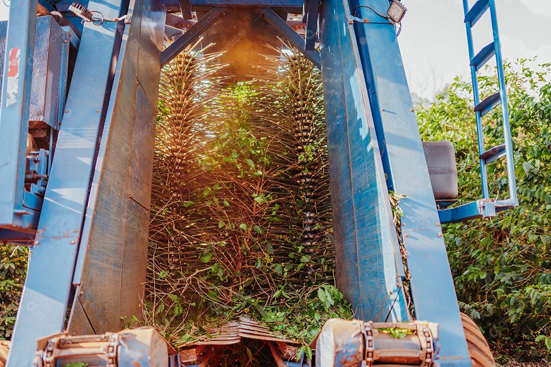 Colheita mecanizada de café