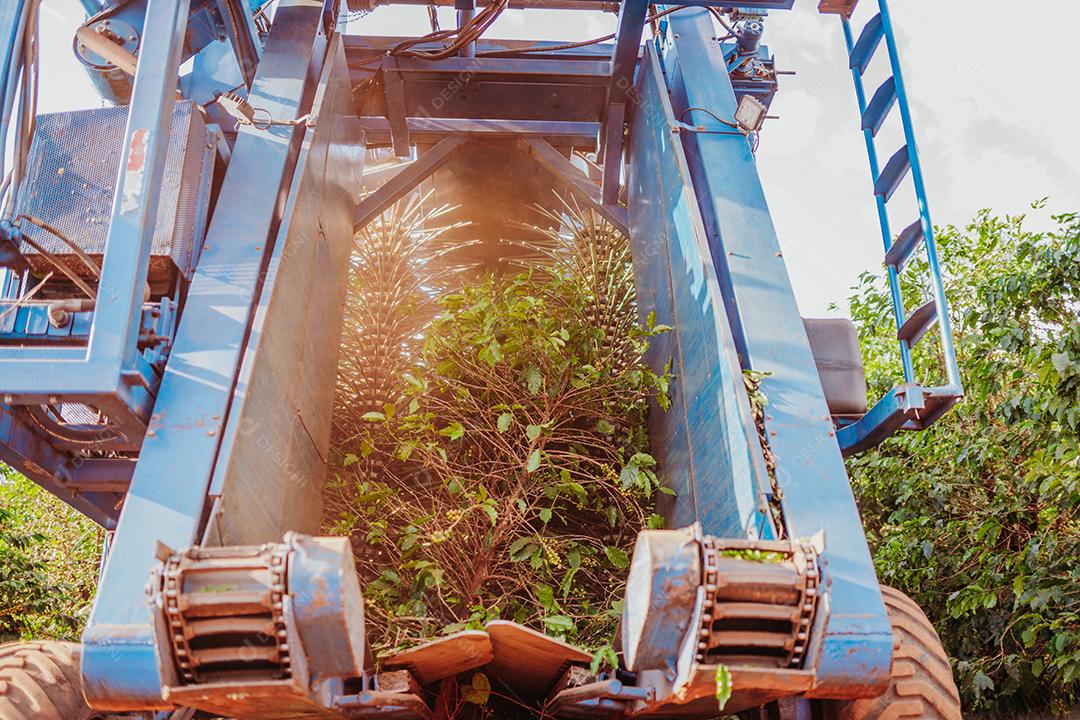 Colheita mecanizada de café