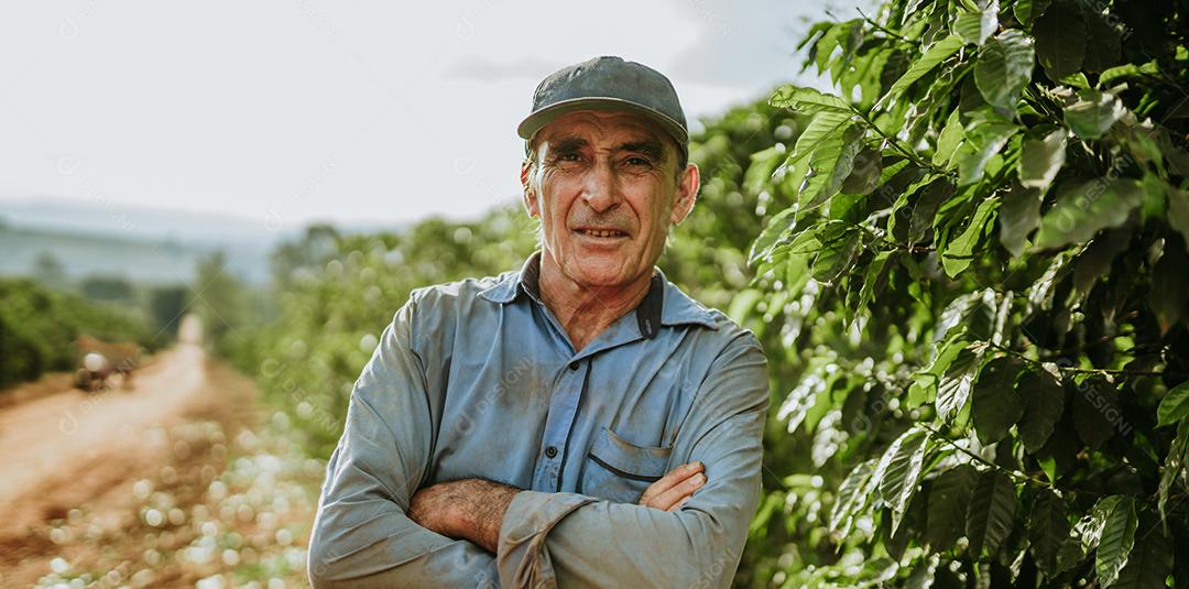 Homem latino colhendo grãos de café em um dia ensolarado