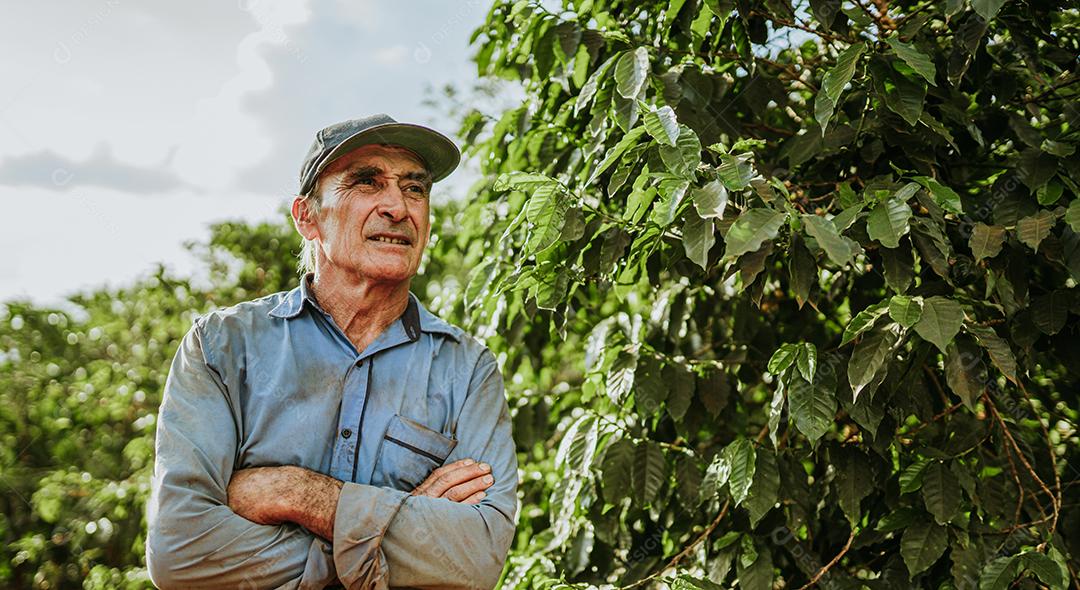 Homem latino colhendo grãos de café em um dia ensolarado