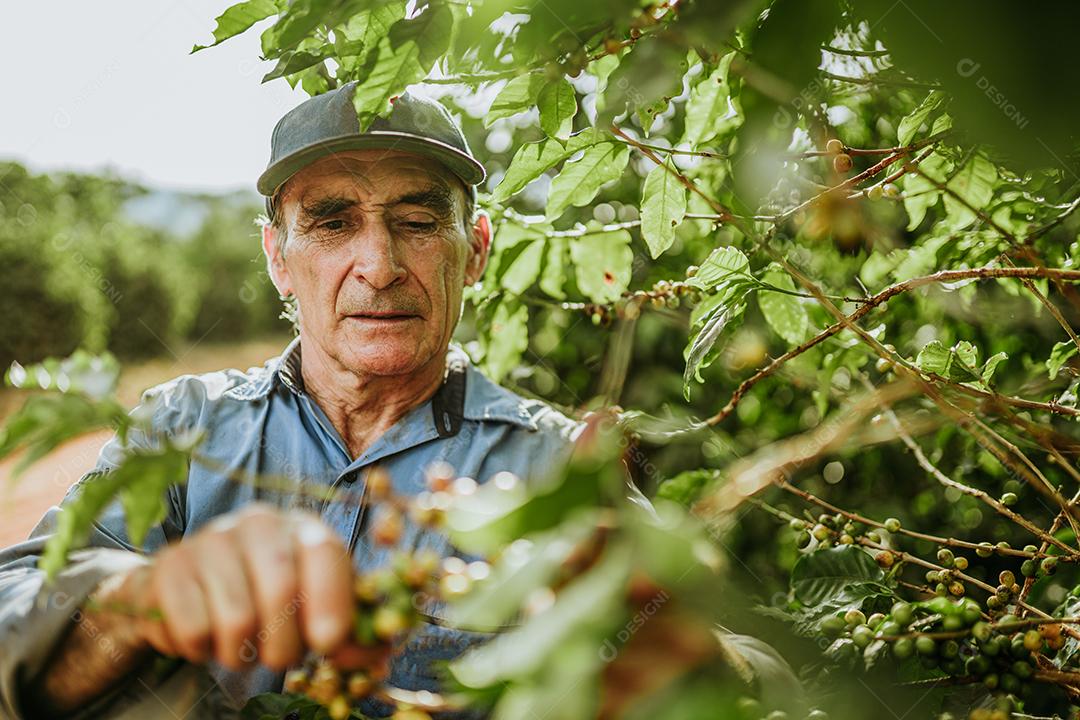 Café arábica sendo colhido manualmente pela mão de uma Homem agricultor