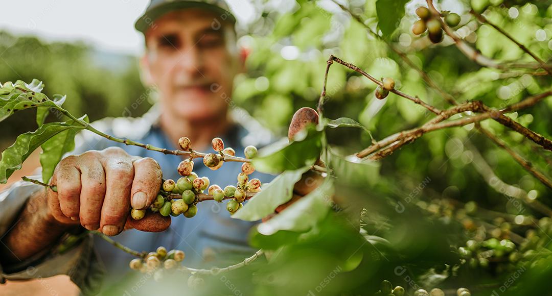 Café arábica sendo colhido manualmente pela mão de uma Homem agricultor