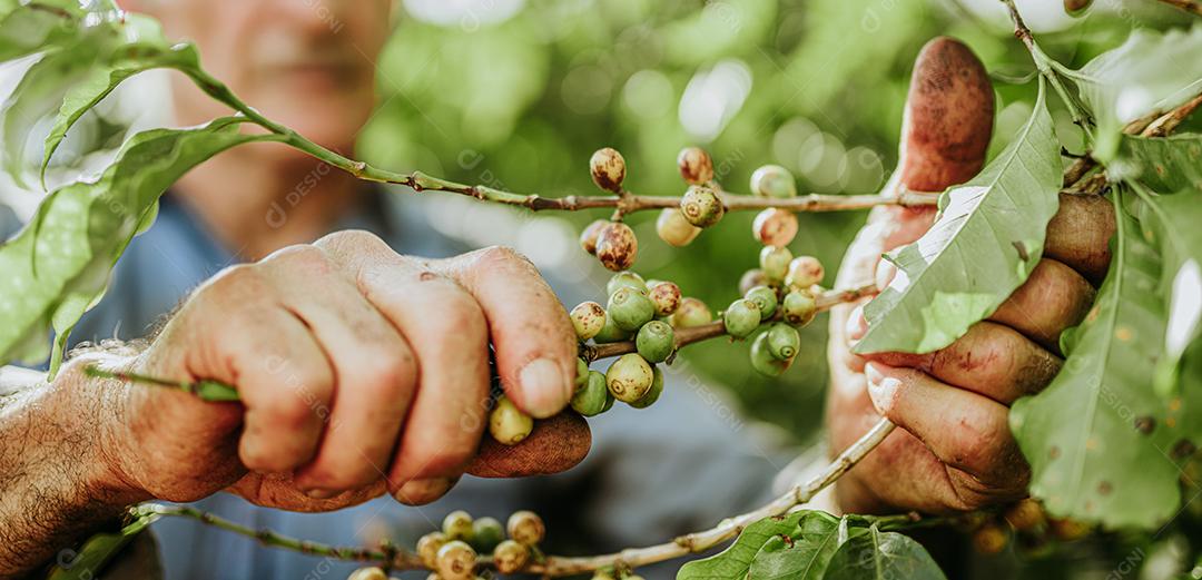 Café arábica sendo colhido manualmente pela mão de uma Homem agricultor