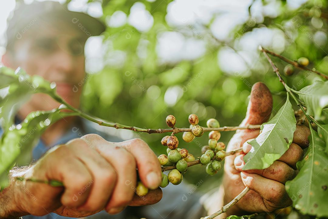 Café arábica sendo colhido manualmente pela mão de uma Homem agricultor