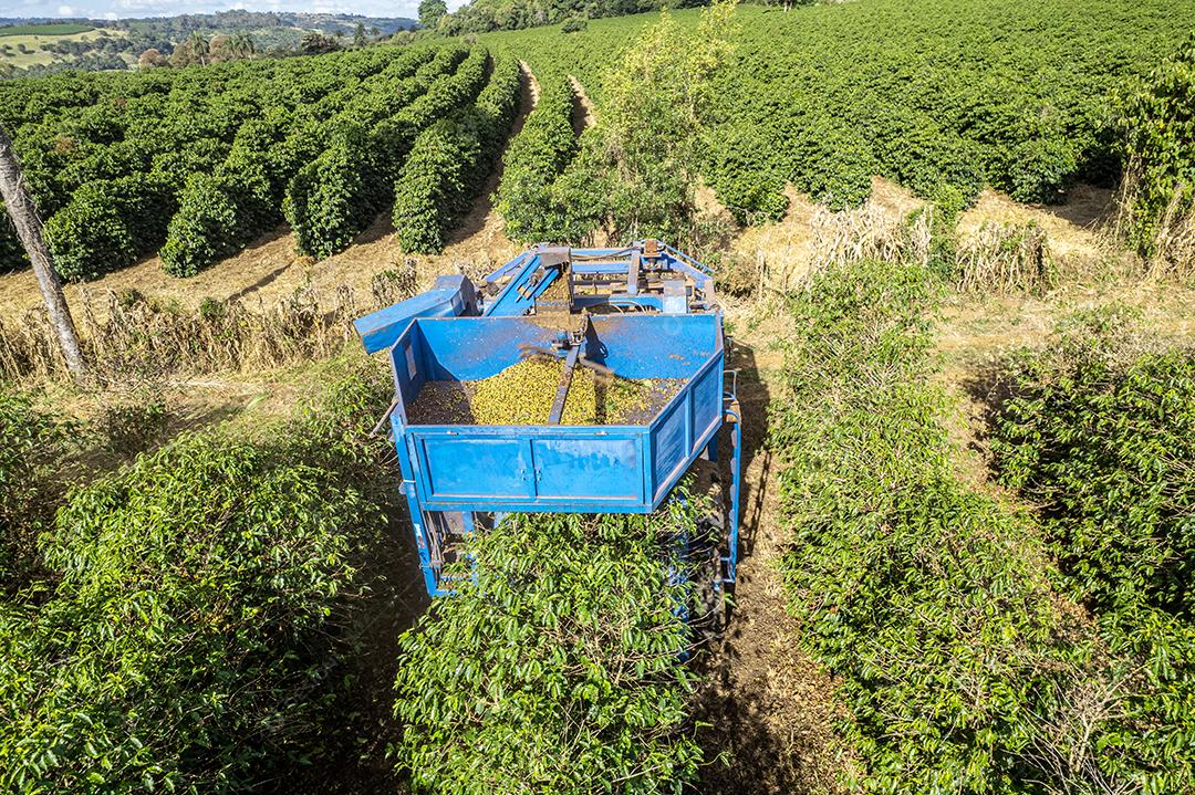 Colheita mecanizada de café em Minas Gerais, Brasil.