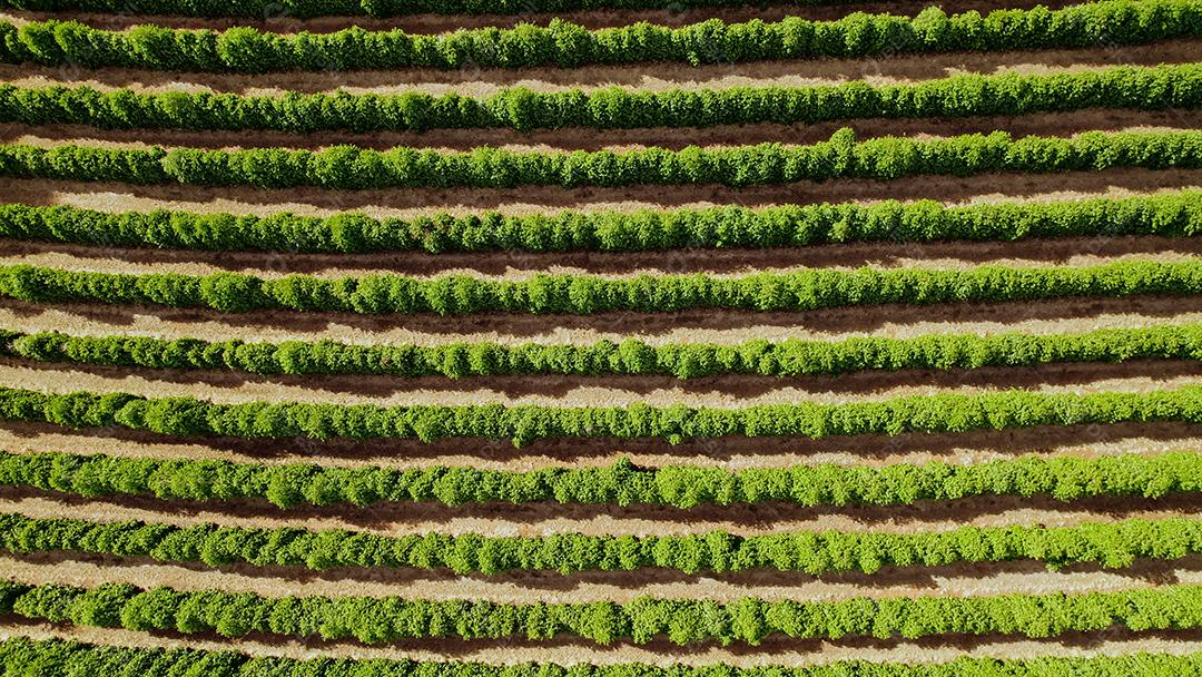Vista aérea de uma fazenda de café. Cafezal. Café crescendo.
