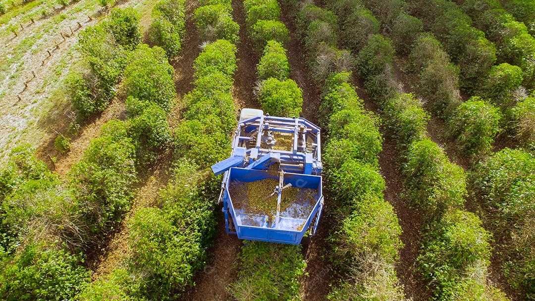 Colheita mecanizada de café em Minas Gerais, Brasil.
