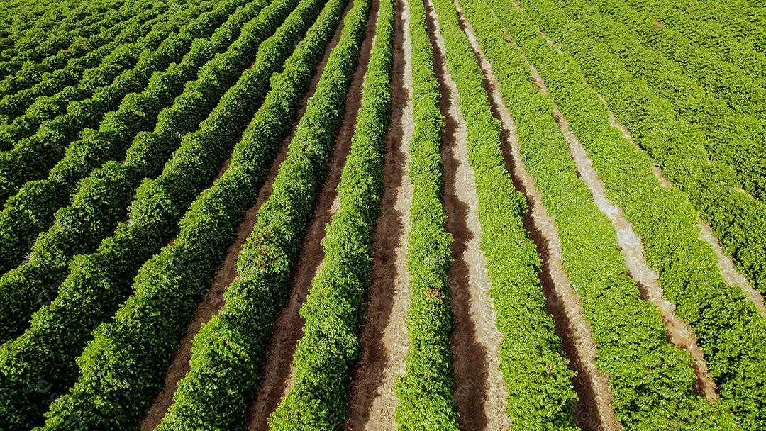 Vista aérea de uma fazenda de café. Cafezal. Café crescendo.