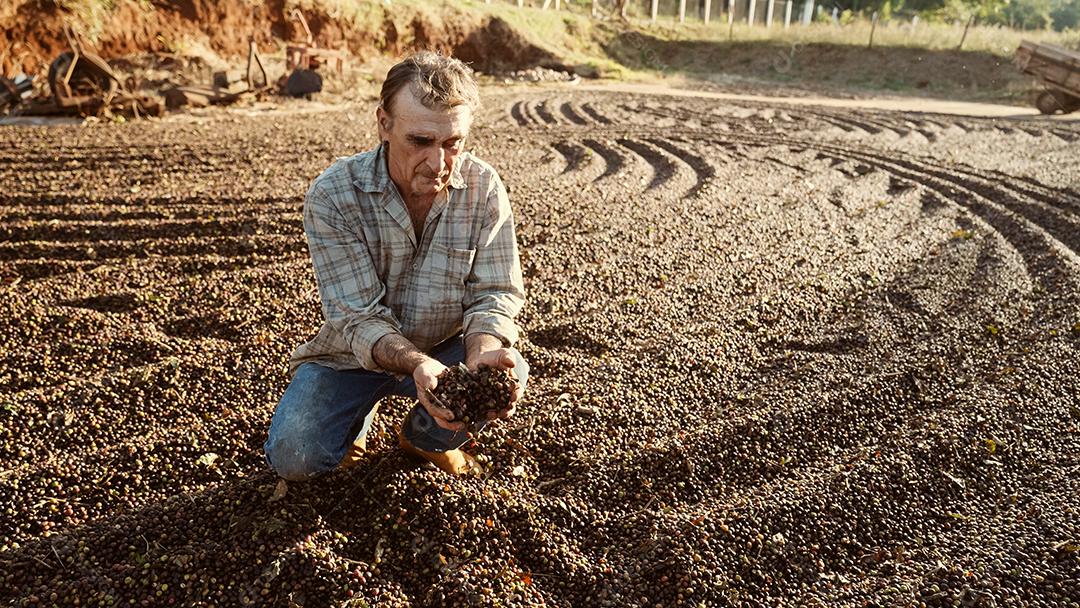 Agricultor latino mostrando pegou grãos de café vermelhos nas mãos. Café