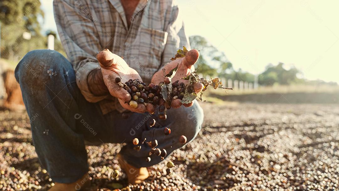 Agricultor latino mostrando pegou grãos de café vermelhos nas mãos. Café