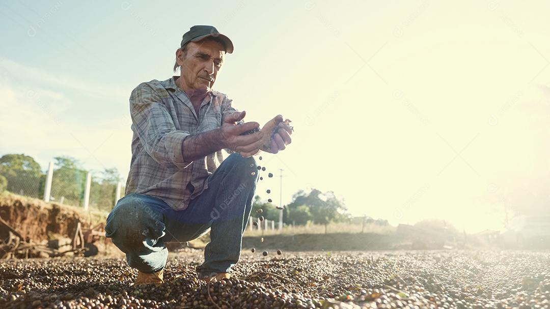 Agricultor latino mostrando pegou grãos de café vermelhos nas mãos. Café